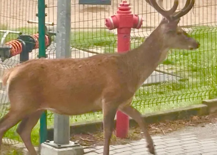 Królewna śnieżka Ii Apartament *