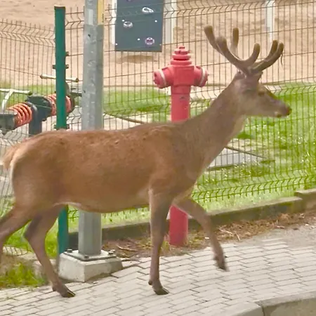 Krolewna Sniezka Ii 公寓 *