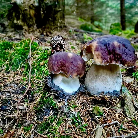Krolewna Sniezka Ii Schreiberhau